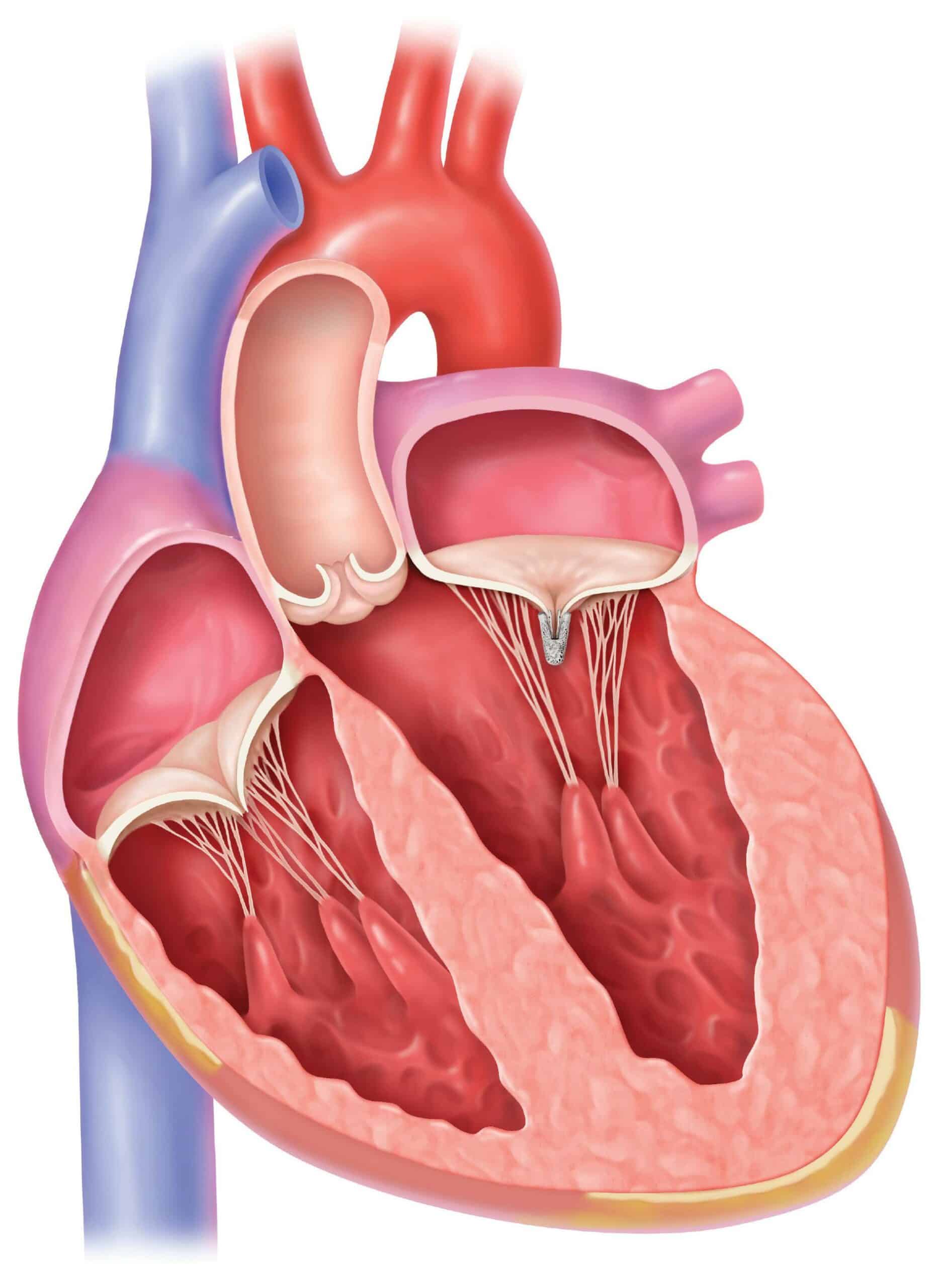 graphic illustration of a human heart